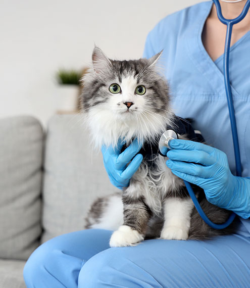 llevar gato al veterinario